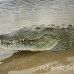 crocodile_american_tar_h_1102_cos2049.jpg